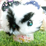 ゲリラしっぽちゃん