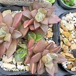 吹雪の松☆多肉植物