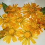 押し花素材。キンセンカ