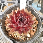 ブラックミニ☆センペルビウム☆多肉植物