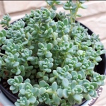 多肉植物 セダム プレビフォリウム 切り苗5カット