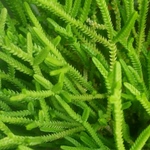 多肉植物 セダム 若緑 切り苗3カット