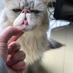 ［オーダー］ お口閉じver. 猫ヒゲホルダー7月分