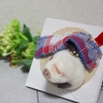 居眠りフェレット