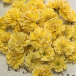 かすみ草 ドライフラワー  bright yellow