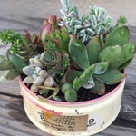 多肉植物寄せ植え122（ピック付き）