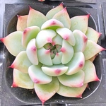 チワワエンシス☆エケベリア☆多肉植物