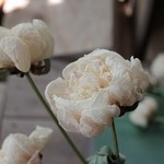 シャクヤクのドライフラワー（白：3本）