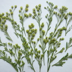 押し花素材・小さなグリーン