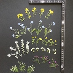 押し花  花便り NO.1300