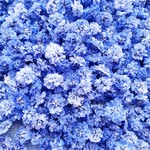 かすみ草のドライフラワー　ラベンダー