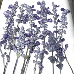 ブルーサルビア押し花