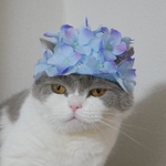 [ブルー]  キューティー紫陽花