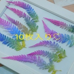 ヒメワラビグラデーションラメ