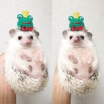 小動物用帽子 カエルの王様