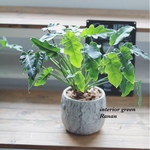  ꫛꫀꪝ✧‧おしゃれ❁観葉植物❁クッカバラ