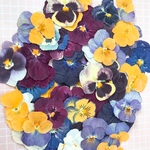 たっぷりビオラ♡40枚♡押し花素材セット♡