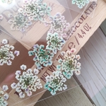 押し花　虹色レースフラワー③
