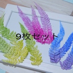 ヒメワラビ♡グラデーションmix