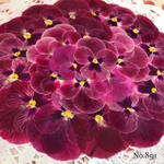 ♡new♡作家様必見♡ ♡少し大きめビオラ♡ 赤花処理済み♡押し花セット