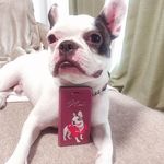 ペットの写真で♪うちの子キラキラスマホケース │猫 犬 手帳型