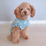 犬服 デイジー柄 タンクトップ