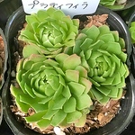 プラティフィラ☆多肉植物