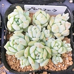プロリフェラ☆セダム☆多肉植物