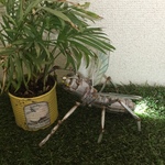 スチームパンク昆虫
