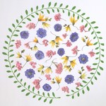 ライスフラワー・カンパニュラ・メラスフェルラの押し花