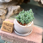 小魚がいっぱい集まった多肉植物