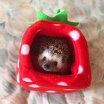 ふんわりベッド いちご ハリネズミ用 寝袋