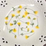 ゴールドダスト(押し花)