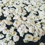 押し花素材。カスミソウの花だけ300輪以上🌼