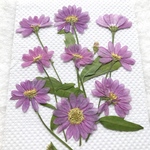 ミヤコワスレ 押し花