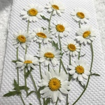 ノースポール茎付き 押し花
