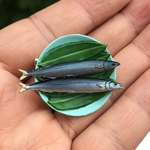 多分冷凍の秋刀魚ブローチ
