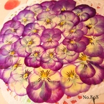 ♡new♡作家様必見♡ ♡赤花処理済み♡ ♡人気のビオラ♡押し花セット