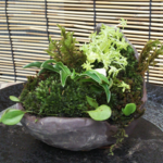 山野草くらま苔盆栽★スプリングフェア