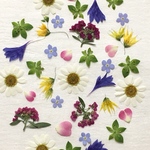 押し花132 アソート無着色