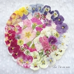 ★限定品・ゲリラ販売★押し花セット②／ボタニカル素材