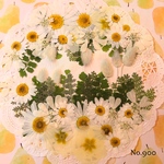 ♡new♡ 送料無料！¥1950 ♡たっぷり押し花セット♡