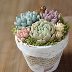 多肉植物　2号鉢植え　フェイクグリーン　