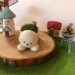 ビションフリーゼの苔盆栽