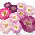 バラの押し花 10輪