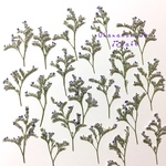 ブルーファンタジア 押し花 素材