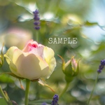 「Rose garden」A4サイズ写真①