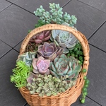 daizu-gontaさま 専用出品 多肉植物 寄せ植え  