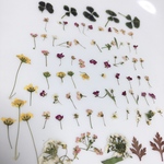 73本の小さな押し花たち 150