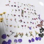 70本の小さな押し花と花びらたち 149